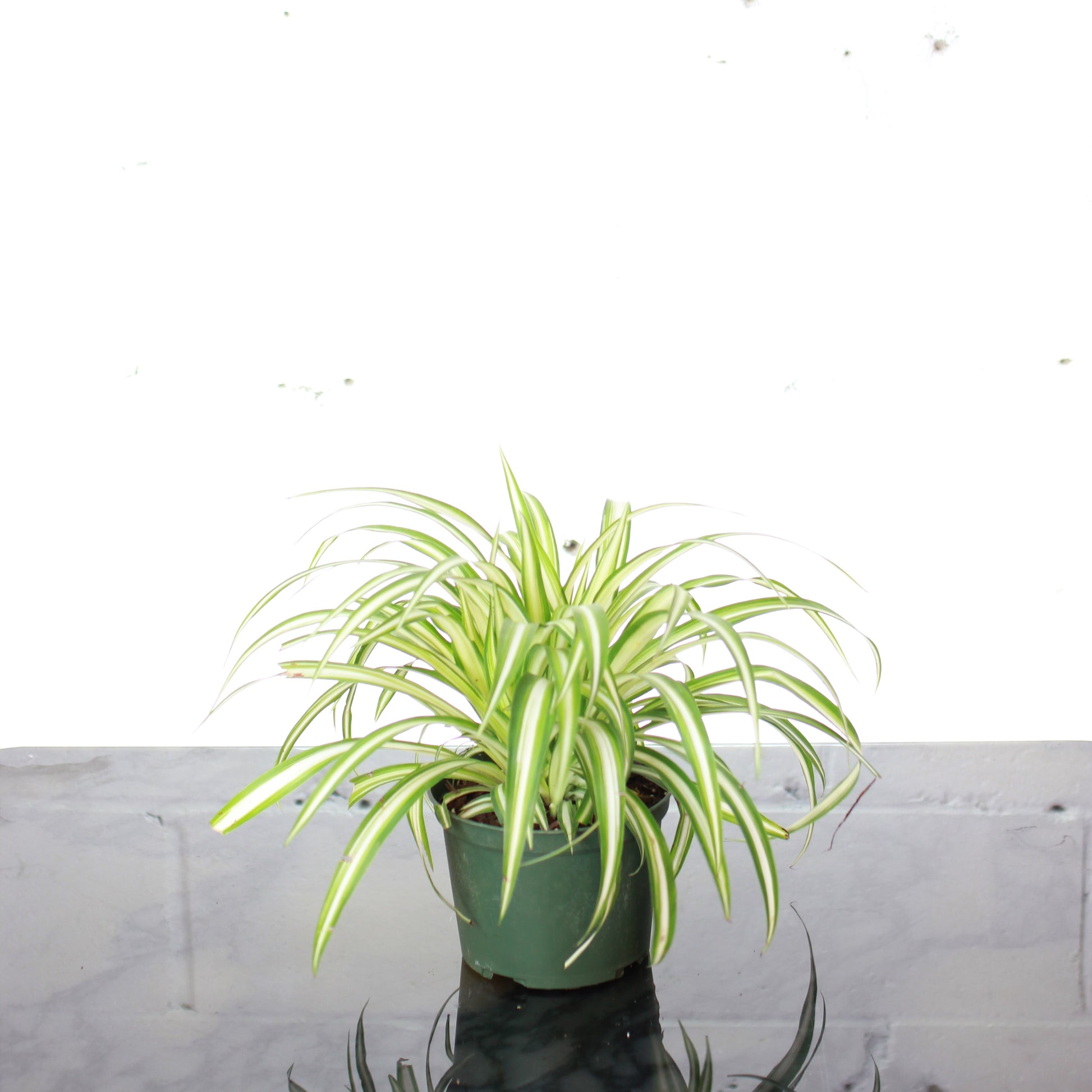 chlorophytum ocean care Ocean Spider Plant: Chlorophytum - 5" Pot