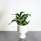 Staghorn Fern (Platycerium bifurcatum) in a 6 inch pot. Indoor plant for sale by Promise Supply for delivery and pickup in Toronto