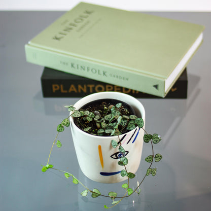 String of Hearts (Ceropegia linearis woodii) in a 4 inch pot. Indoor plant for sale by Promise Supply for delivery and pickup in Toronto