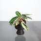 Triostar (Stromanthe) in a 6 inch pot. Indoor plant for sale by Promise Supply for delivery and pickup in Toronto