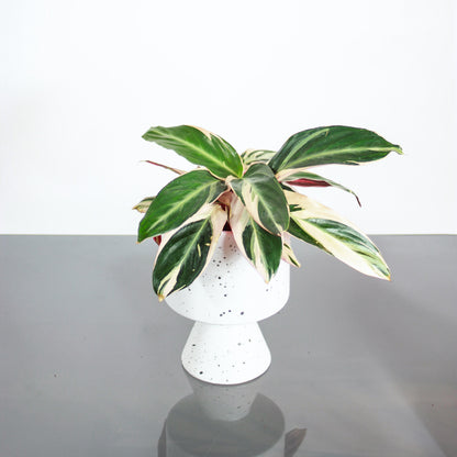 Triostar (Stromanthe) in a 6 inch pot. Indoor plant for sale by Promise Supply for delivery and pickup in Toronto