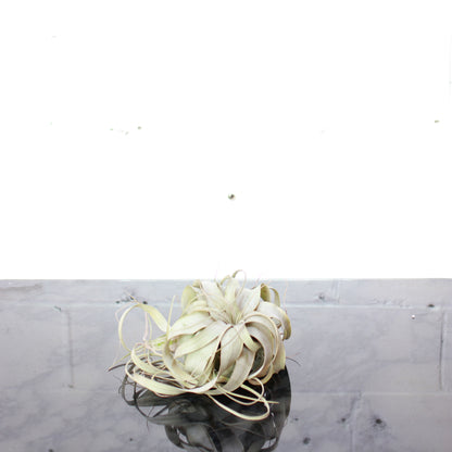 Air Plant (Tillandsia xerographica) in a 6 inch pot. Indoor plant for sale by Promise Supply for delivery and pickup in Toronto