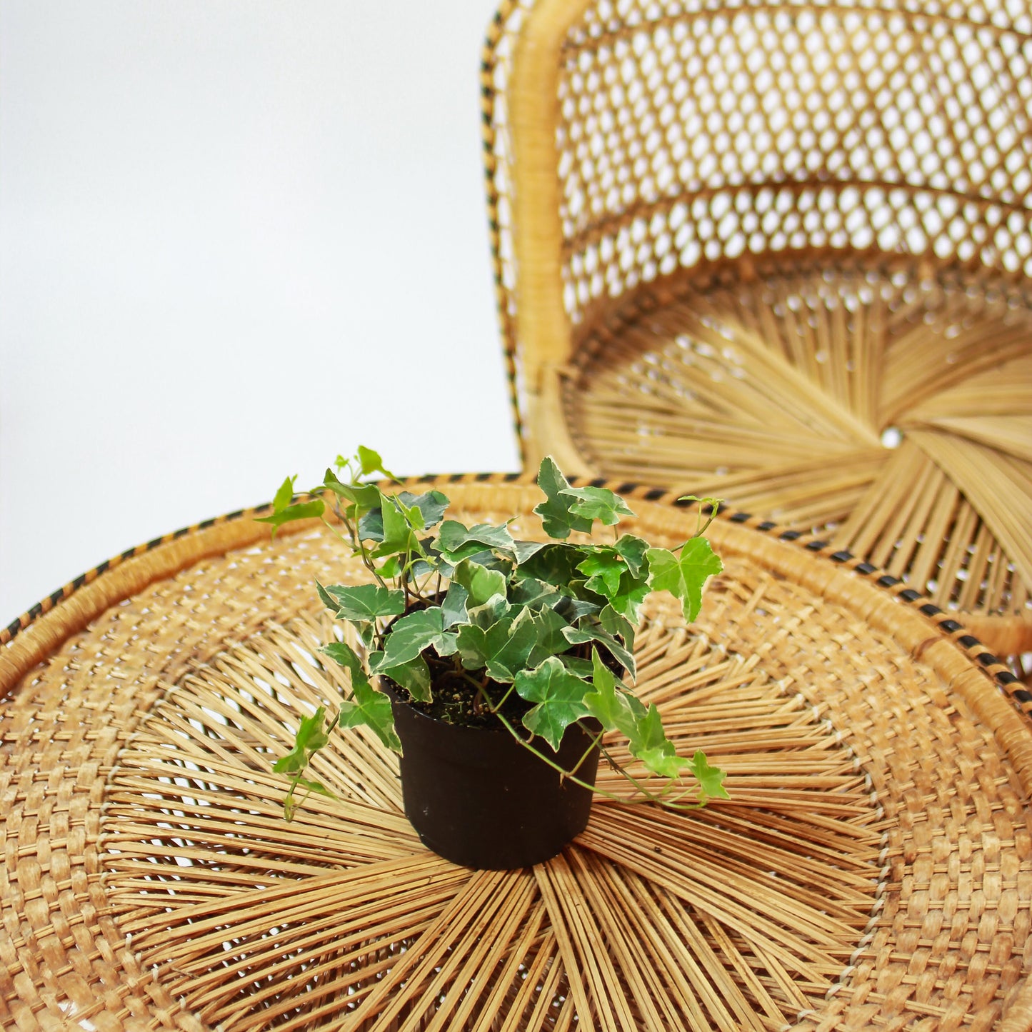 Variegated English Ivy (Hedera helix) in a 5 inch pot. Indoor plant for sale by Promise Supply for delivery and pickup in Toronto