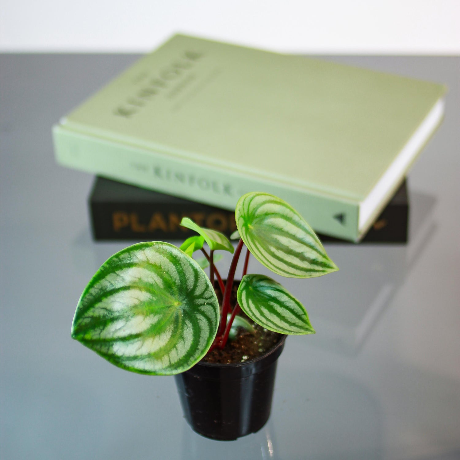 Watermelon Peperomia: Peperomia argyreia - 4 inch pot — studio photo on white background — indoor plant for sale by Promise Supply for delivery and pickup in Toronto.