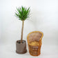 Yucca (Yucca gigantea) in a 12 inch pot. Indoor plant for sale by Promise Supply for delivery and pickup in Toronto