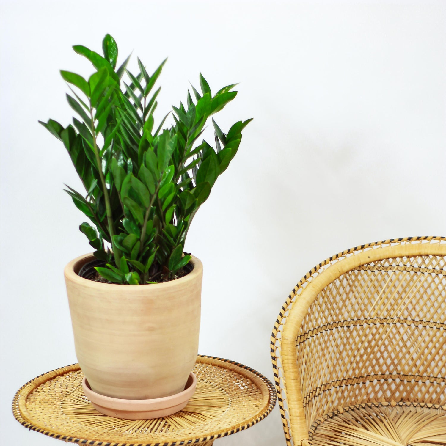 ZZ Plant: Zamioculcas zamiifolia - 10 inch pot - 2-3 foot tall — studio photo on white background — indoor plant for sale by Promise Supply for delivery and pickup in Toronto.