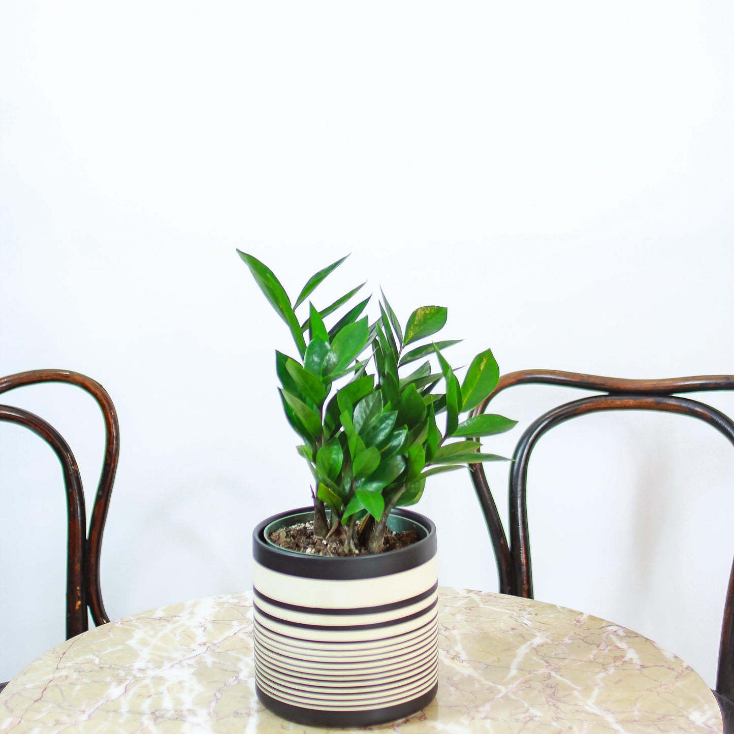 ZZ Plant (Zamioculcas zamiifolia) in a 5 inch pot. Indoor plant for sale by Promise Supply for delivery and pickup in Toronto