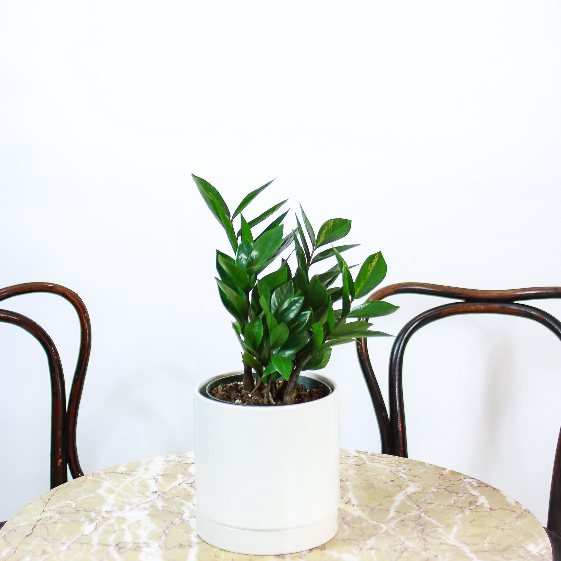 ZZ Plant (Zamioculcas zamiifolia) in a 6 inch pot. Indoor plant for sale by Promise Supply for delivery and pickup in Toronto