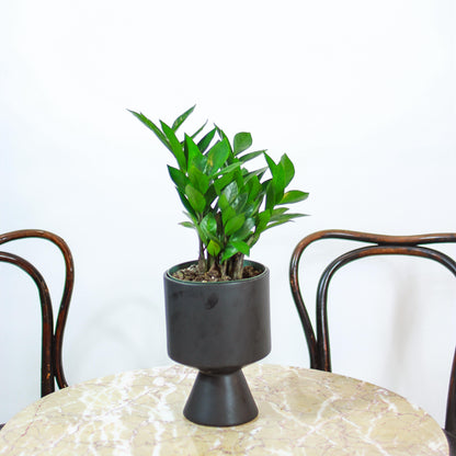 ZZ Plant (Zamioculcas zamiifolia) in a 5 inch pot. Indoor plant for sale by Promise Supply for delivery and pickup in Toronto