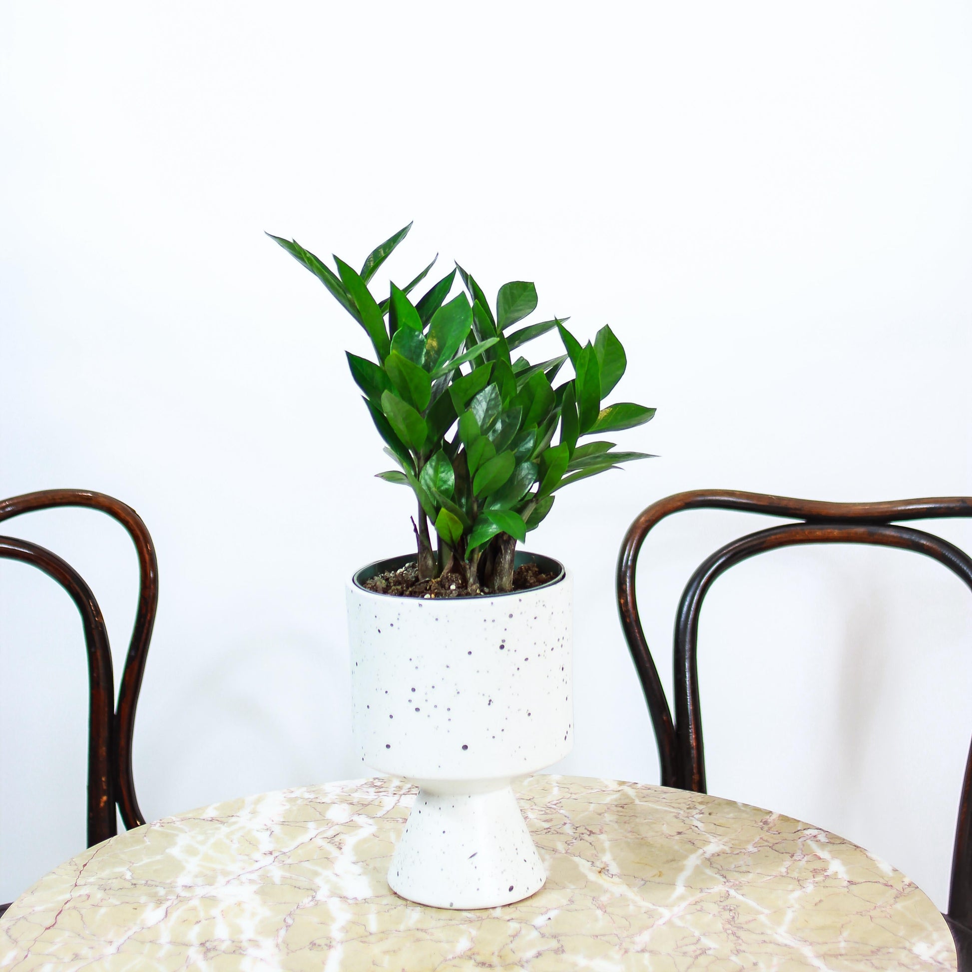 ZZ Plant (Zamioculcas zamiifolia) in a 5 inch pot. Indoor plant for sale by Promise Supply for delivery and pickup in Toronto
