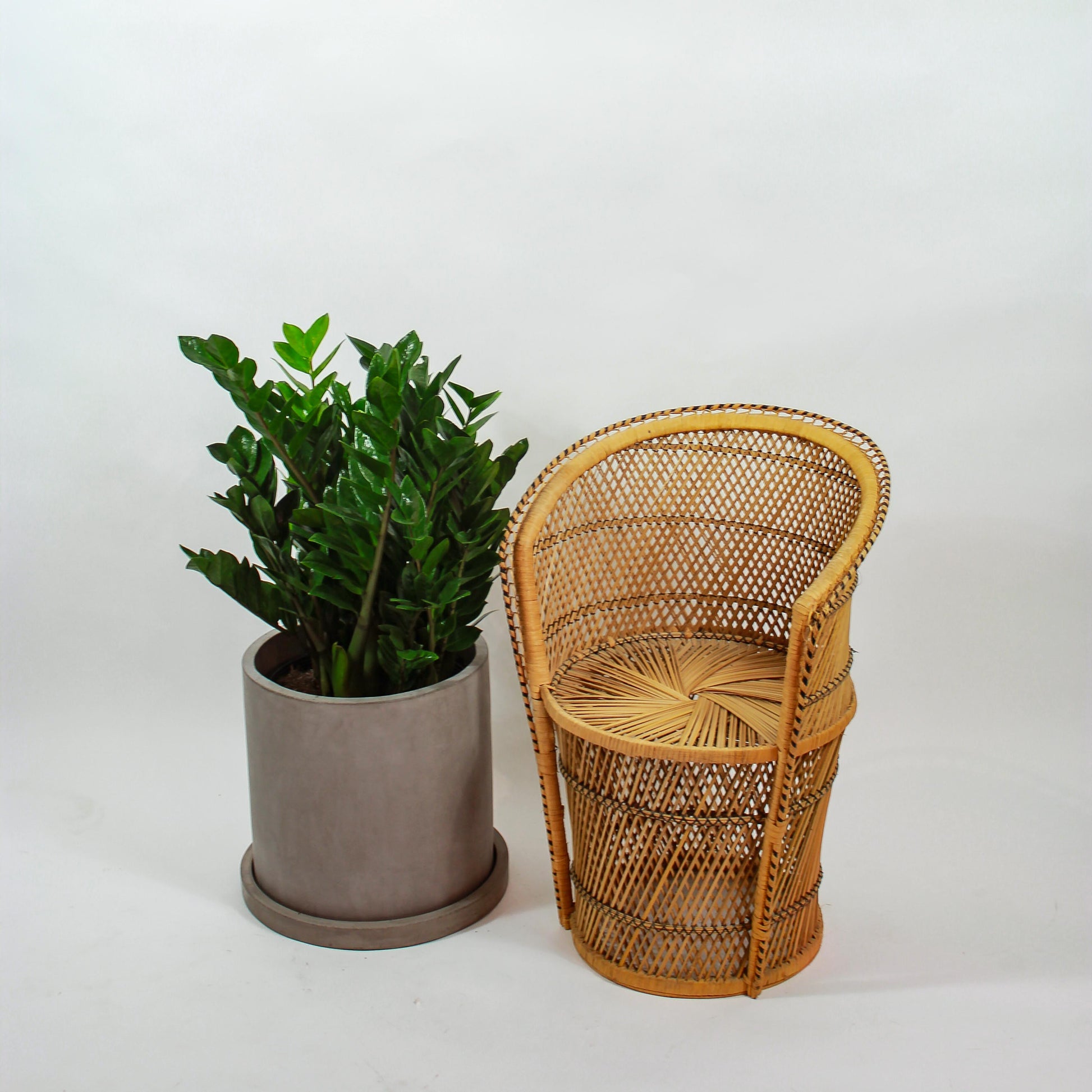 zz plant in basket ZZ Plant: Zamioculcas Zamiifolia - 14" Pot