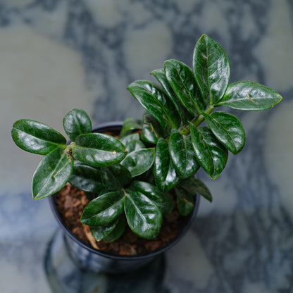 ZZ Plant Compact Leaf (Zamioculcas zamiifolia 'Zenzi') in a 6 inch pot. Indoor plant for sale by Promise Supply for delivery and pickup in Toronto