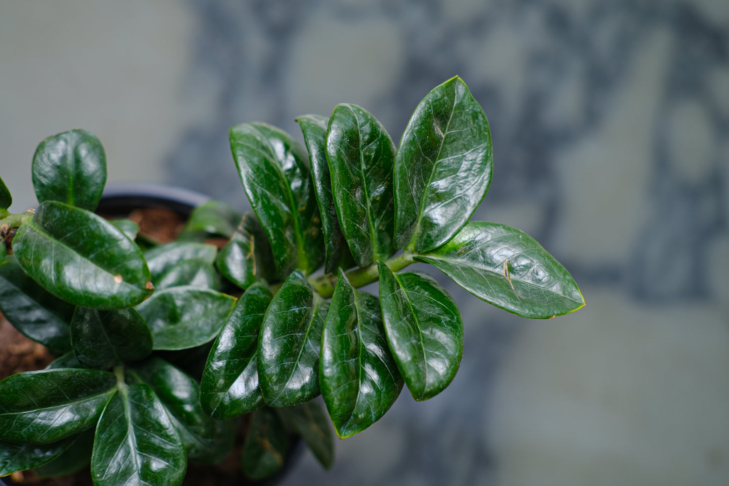 ZZ Plant Compact Leaf (Zamioculcas zamiifolia 'Zenzi') in a 6 inch pot. Indoor plant for sale by Promise Supply for delivery and pickup in Toronto