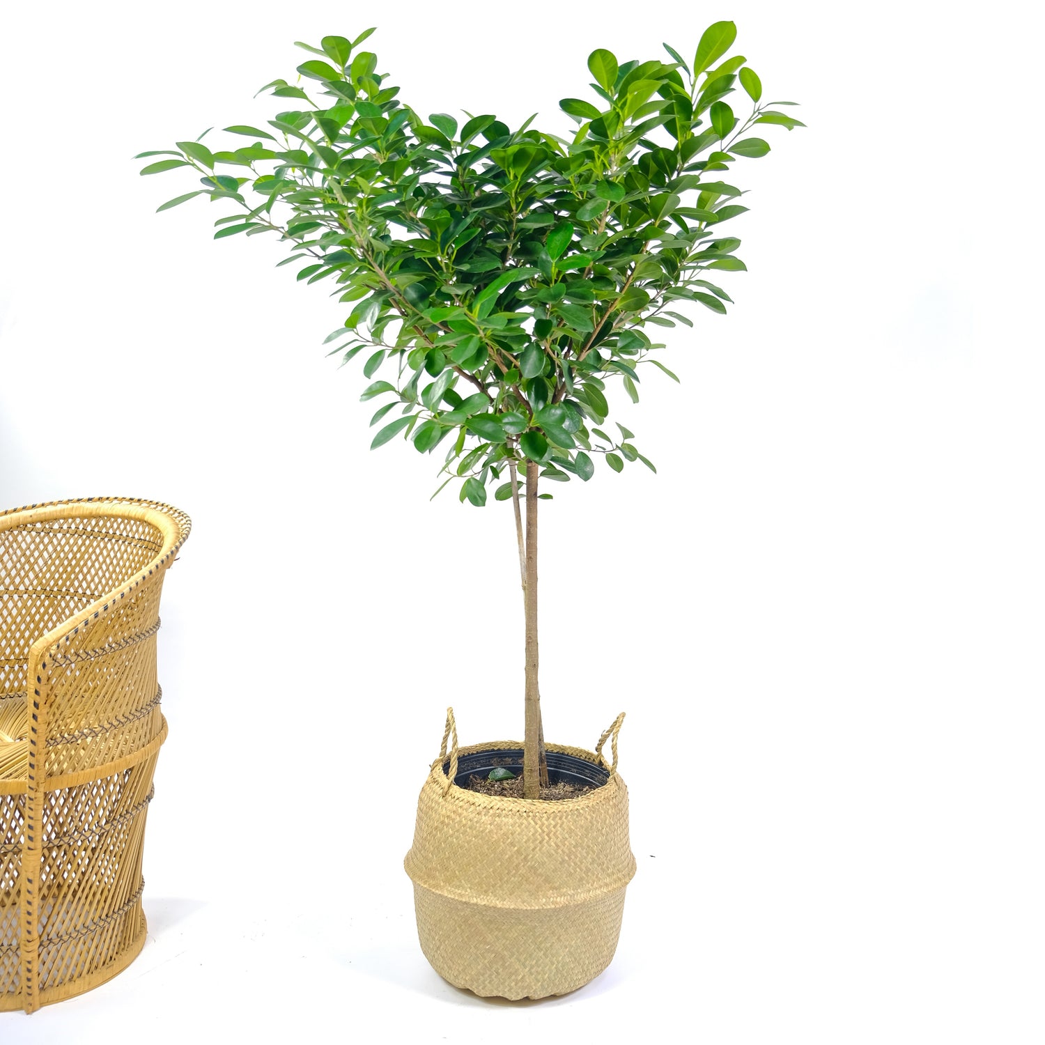 Ficus Moclame: Ficus microcarpa - 14 inch pot - 4.5-6 foot tall — indoor plant — indoor plant for sale by Promise Supply for delivery and pickup in Toronto.