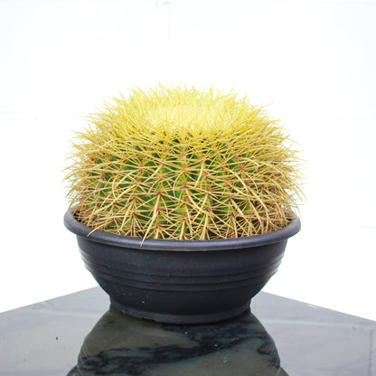 Golden Barrel Cactus (Echinocactus grusonii) in a 12 inch pot. Indoor plant for sale by Promise Supply for delivery and pickup in Toronto