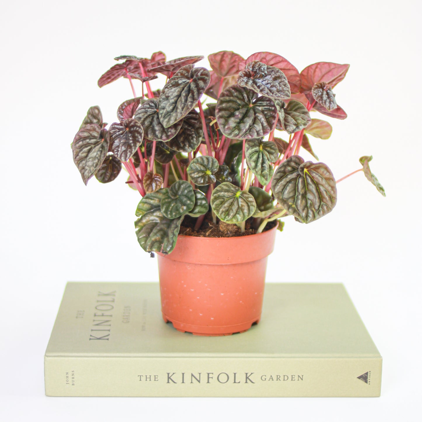 Peperomia Rosso (Peperomia caperata) in a 5 inch pot. Indoor plant for sale by Promise Supply for delivery and pickup in Toronto