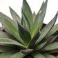 Blue Agave (Agave 'Blue Glow') in a 10 inch pot. Indoor plant for sale by Promise Supply for delivery and pickup in Toronto