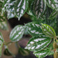 Aluminum Plant (Pilea cadierei 'Variegata') in a 8 inch pot. Indoor plant for sale by Promise Supply for delivery and pickup in Toronto