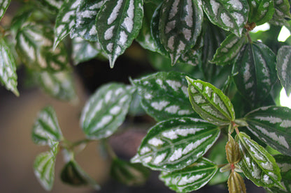 Aluminum Plant (Pilea cadierei 'Variegata') in a 8 inch pot. Indoor plant for sale by Promise Supply for delivery and pickup in Toronto