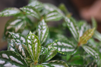 Aluminum Plant (Pilea cadierei 'Variegata') in a 8 inch pot. Indoor plant for sale by Promise Supply for delivery and pickup in Toronto