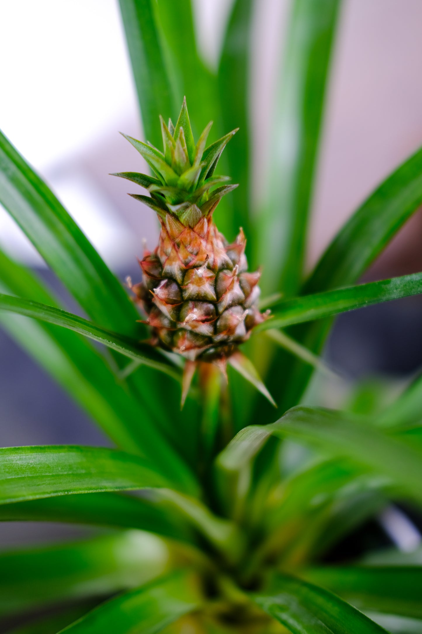 Dwarf Pineapple Plant (Ananas ananassoides) in a 5 inch pot. Indoor plant for sale by Promise Supply for delivery and pickup in Toronto