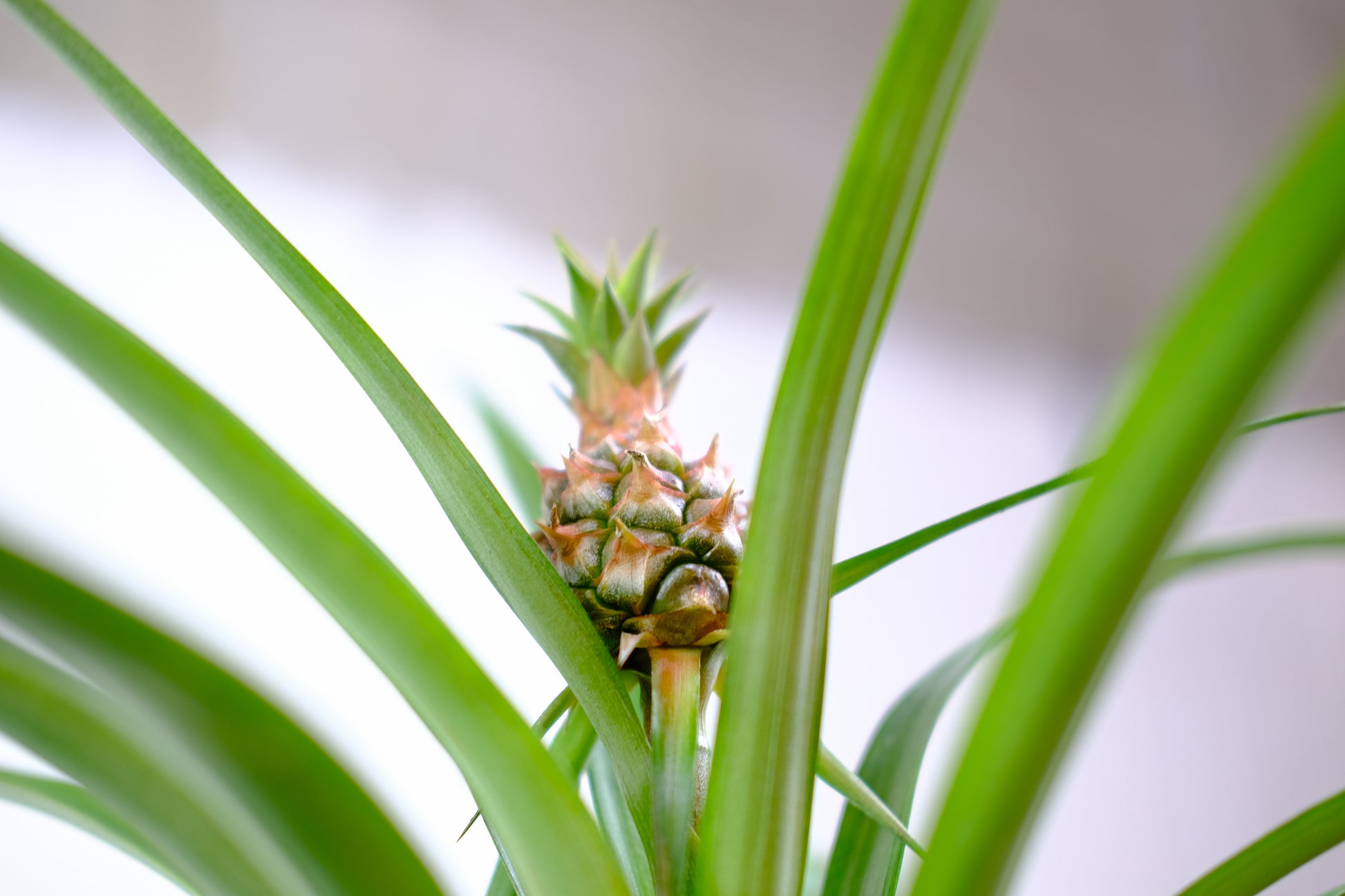 Dwarf Pineapple Plant (Ananas ananassoides) in a 5 inch pot. Indoor plant for sale by Promise Supply for delivery and pickup in Toronto