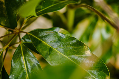 Australian Umbrella Tree Bush (Schefflera actinophylla 'Amate') in a 14 inch pot. Indoor plant for sale by Promise Supply for delivery and pickup in Toronto