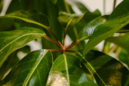 Australian Umbrella Tree Bush (Schefflera actinophylla 'Amate') in a 14 inch pot. Indoor plant for sale by Promise Supply for delivery and pickup in Toronto