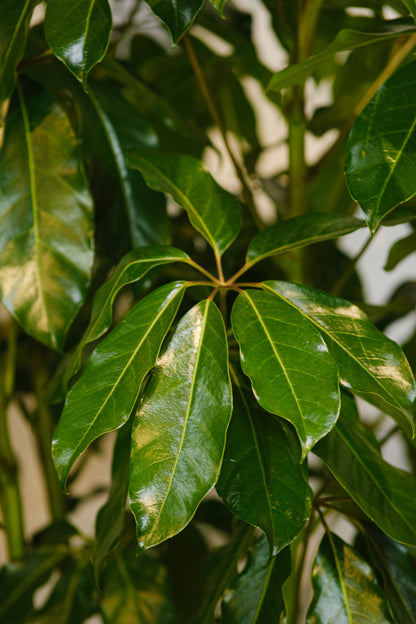 Australian Umbrella Tree Bush (Schefflera actinophylla 'Amate') in a 14 inch pot. Indoor plant for sale by Promise Supply for delivery and pickup in Toronto