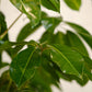 Australian Umbrella Tree Bush (Schefflera actinophylla 'Amate') in a 14 inch pot. Indoor plant for sale by Promise Supply for delivery and pickup in Toronto