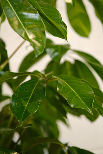 Australian Umbrella Tree Bush (Schefflera actinophylla 'Amate') in a 14 inch pot. Indoor plant for sale by Promise Supply for delivery and pickup in Toronto