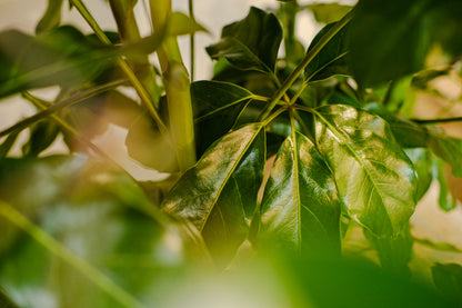 Australian Umbrella Tree Bush (Schefflera actinophylla 'Amate') in a 14 inch pot. Indoor plant for sale by Promise Supply for delivery and pickup in Toronto