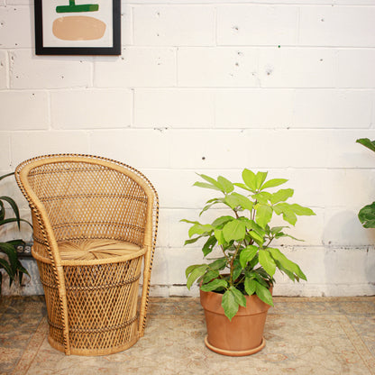 Umbrella Tree, Australia Umbrella Tree (Schefflera actinophylla) in a 10 inch pot. Indoor plant for sale by Promise Supply for delivery and pickup in Toronto