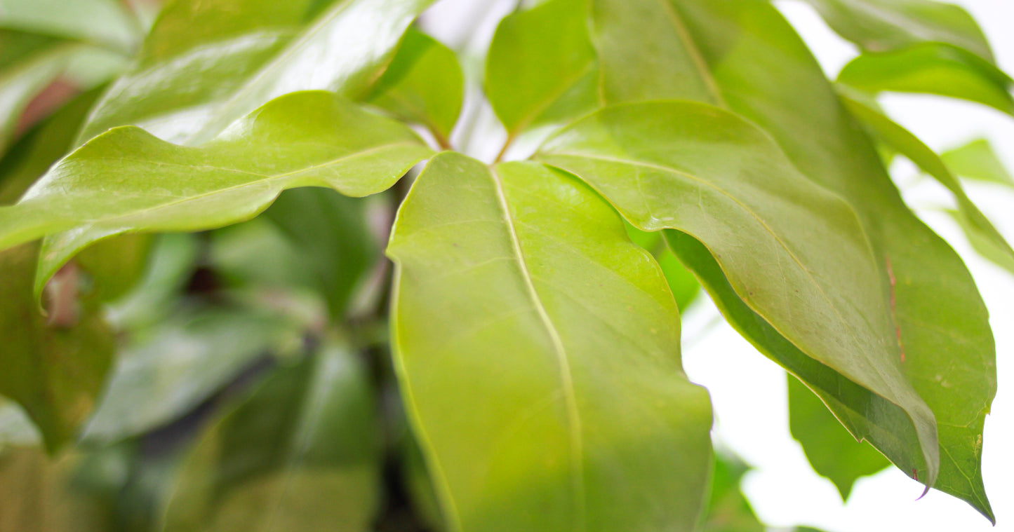 Neon Australian Umbrella Tree Bush (Schefflera actinophylla 'Amate') in a 10 inch pot. Indoor plant for sale by Promise Supply for delivery and pickup in Toronto