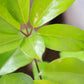Neon Australian Umbrella Tree Bush (Schefflera actinophylla 'Amate') in a 10 inch pot. Indoor plant for sale by Promise Supply for delivery and pickup in Toronto