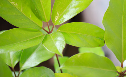 Neon Australian Umbrella Tree Bush (Schefflera actinophylla 'Amate') in a 10 inch pot. Indoor plant for sale by Promise Supply for delivery and pickup in Toronto