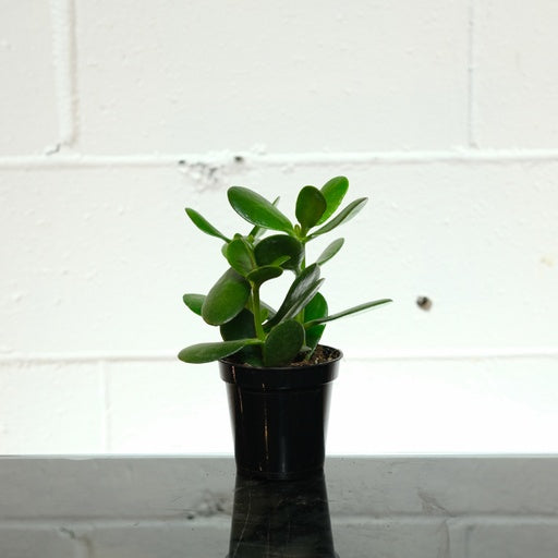 Jade Plant (Crassula ovata) in a 4 inch pot. Indoor plant for sale by Promise Supply for delivery and pickup in Toronto