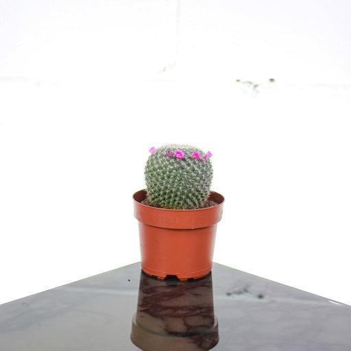Globe Cactus (Mammillaria) in a 5 inch pot. Indoor plant for sale by Promise Supply for delivery and pickup in Toronto