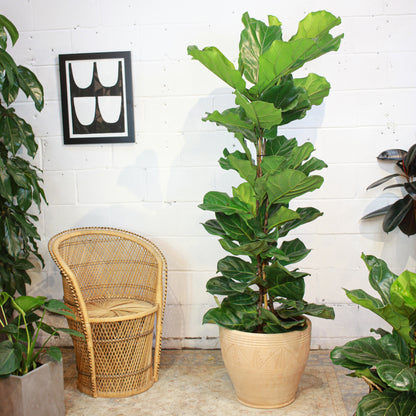 The Fiddle Leaf Fig, Banjo Fig, Fig Tree (Ficus lyrata) in a 14 inch pot. Indoor plant for sale by Promise Supply for delivery and pickup in Toronto