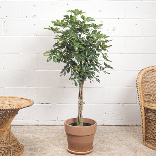 Variegated Dwarf Umbrella Tree (Schefflera arboricola 'Capella') in a 10 inch pot. Indoor plant for sale by Promise Supply for delivery and pickup in Toronto
