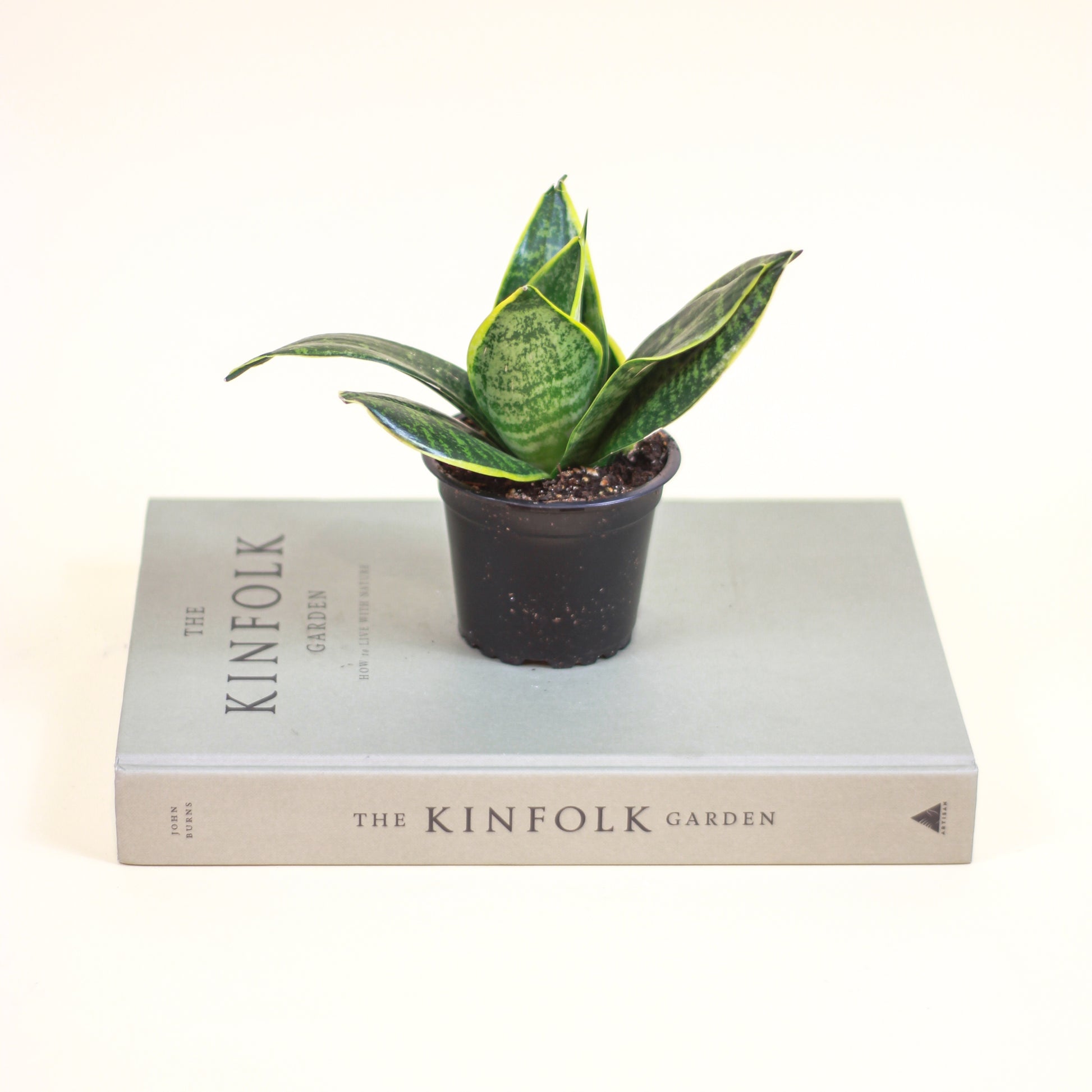bird's nest snake plant for sale Yellow Birds Nest Snake Plant - 4" Pot