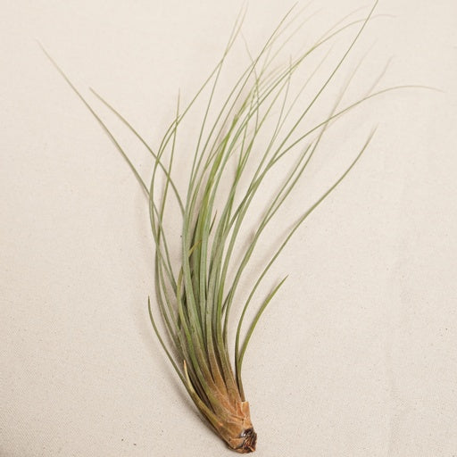 Air Plant (Tillandsia juncea) in a 6 inch pot. Indoor plant for sale by Promise Supply for delivery and pickup in Toronto