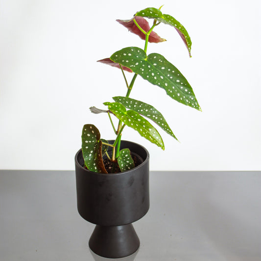 Spotted Begonia: Begonia maculata - 6 inch pot — in black planter — indoor plant for sale by Promise Supply for delivery and pickup in Toronto.