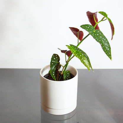 Spotted Begonia (Begonia maculata 'Wightii') in a 6 inch pot. Indoor plant for sale by Promise Supply for delivery and pickup in Toronto