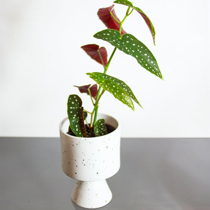 Spotted Begonia (Begonia maculata 'Wightii') in a 6 inch pot. Indoor plant for sale by Promise Supply for delivery and pickup in Toronto