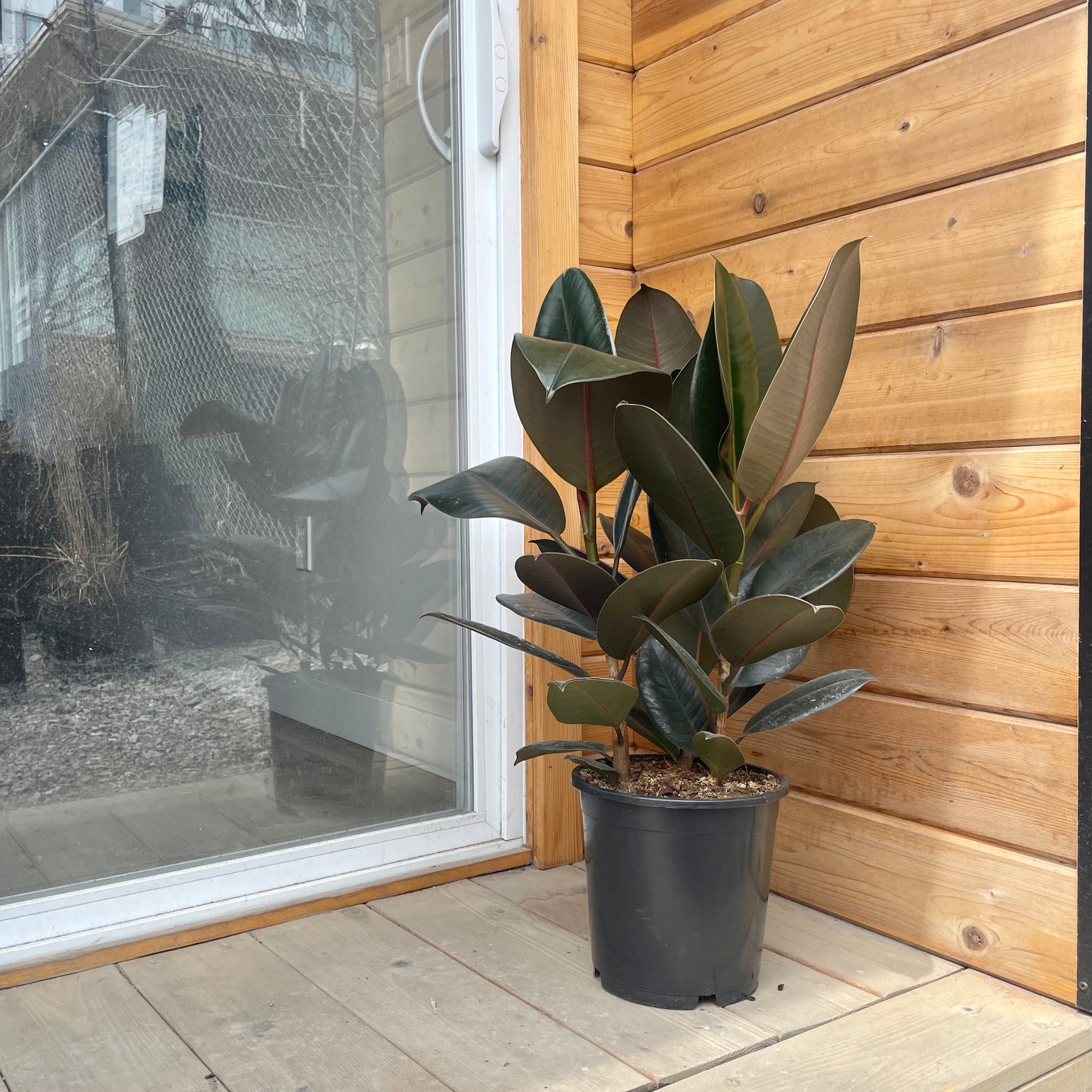 Burgundy Rubber Plant (Ficus elastica) in a 8 inch pot. Indoor plant for sale by Promise Supply for delivery and pickup in Toronto
