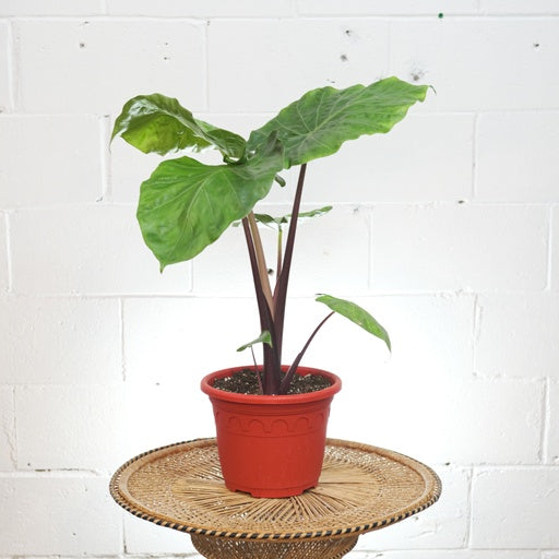 Dark Star Elephant Ear (Alocasia) in a 8 inch pot. Indoor plant for sale by Promise Supply for delivery and pickup in Toronto