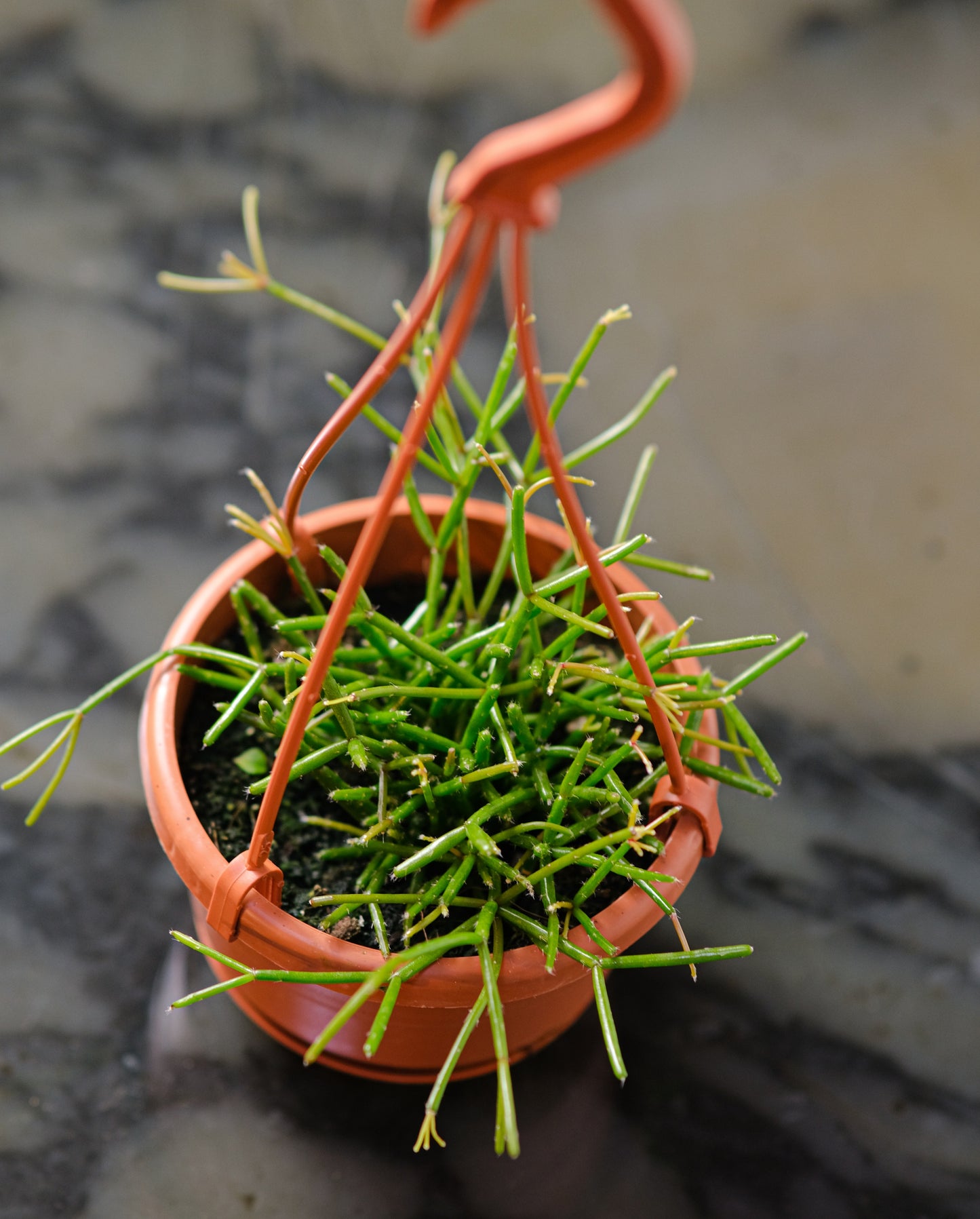 Trailing Cactus (Rhipsalis) in a 5 inch pot. Indoor plant for sale by Promise Supply for delivery and pickup in Toronto