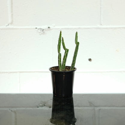 Pickle Cactus (Senecio stapeliiformis) in a 4 inch pot. Indoor plant for sale by Promise Supply for delivery and pickup in Toronto