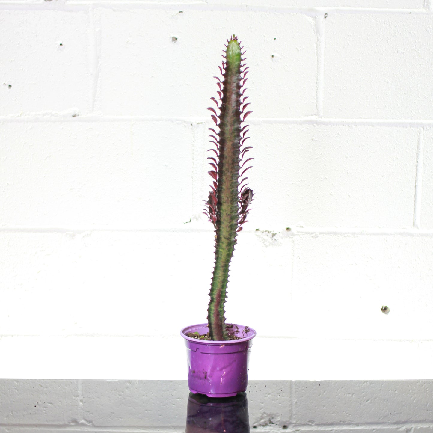 Purple African Milk Tree Cactus (Euphorbia trigona) in a 5 inch pot. Indoor plant for sale by Promise Supply for delivery and pickup in Toronto